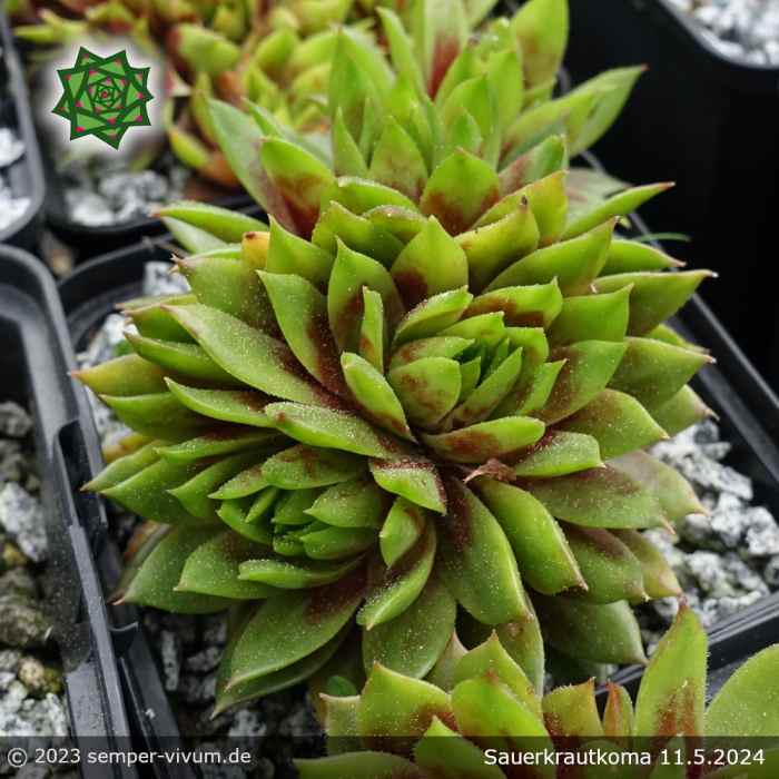 Sempervivum 'Sauerkrautkoma'